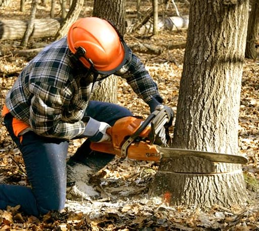 Tree Removal in Sweet Valley, PA